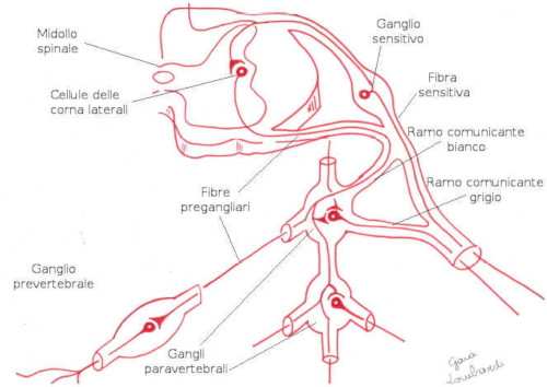 Fibre pregangliari sistema nervoso ortosimpatico