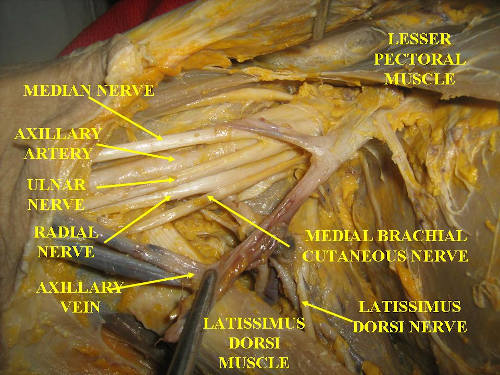 Rami terminali plesso brachiale