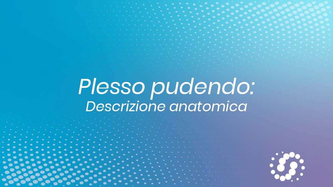 Plesso pudendo: descrizione anatomica