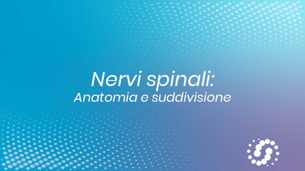 Nervi spinali: anatomia e suddivisione