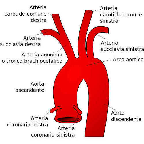 Arco aortico