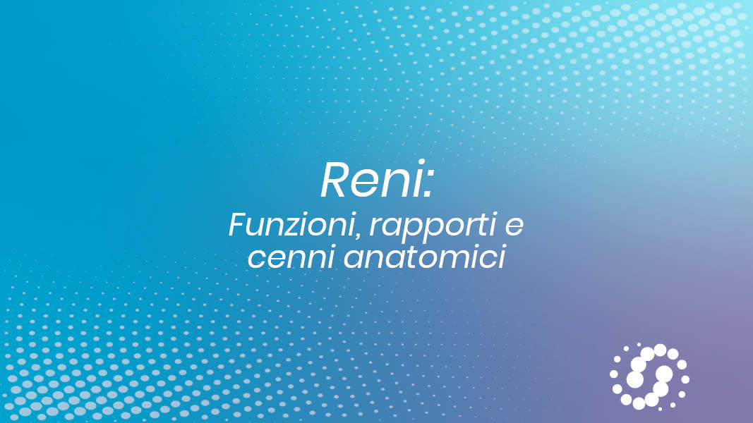 Reni: funzioni, rapporti e cenni anatomici