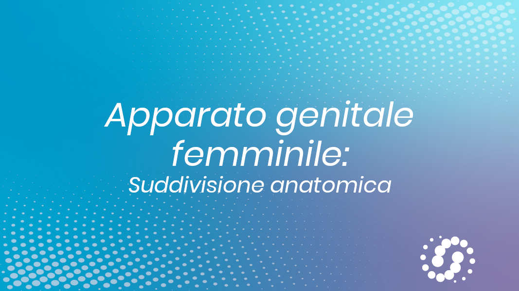 Apparato genitale femminile: suddivisione anatomica