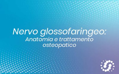 Nervo Glossofaringeo: origine, funzione e decorso