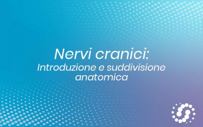Nervi cranici: introduzione e suddivisione anatomica