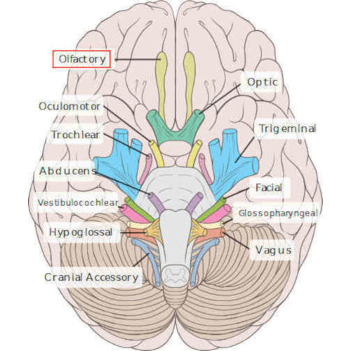 emergenza I nervo cranico