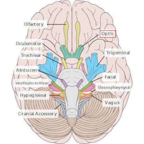 emergenza II nervo cranico