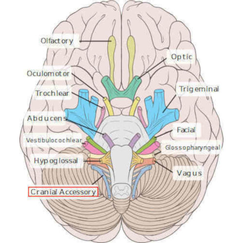 emergenza XI nervo cranico