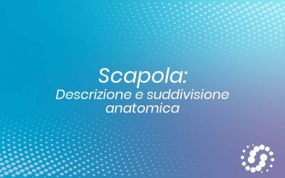 Scapola: descrizione e rapporti anatomici