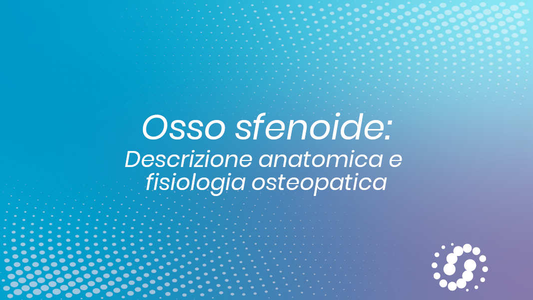 Osso Sfenoide: descrizione, cenni e rapporti anatomici