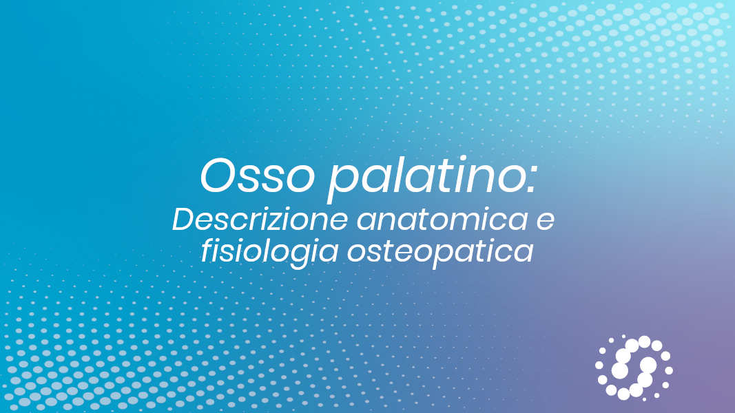 Osso Palatino: descrizione, cenni e rapporti anatomici