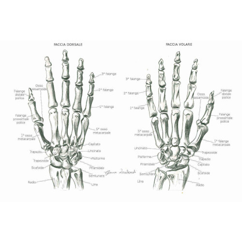 Ossa della mano