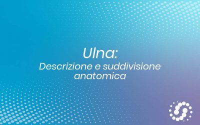 Ulna: descrizione e rapporti anatomici