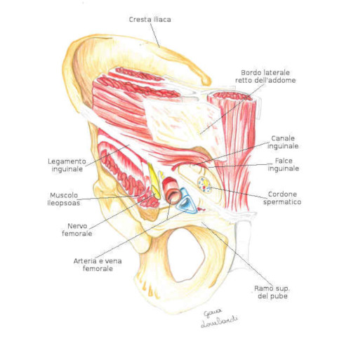 Canale inguinale