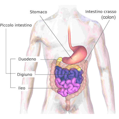 Intestino tenue mesenteriale