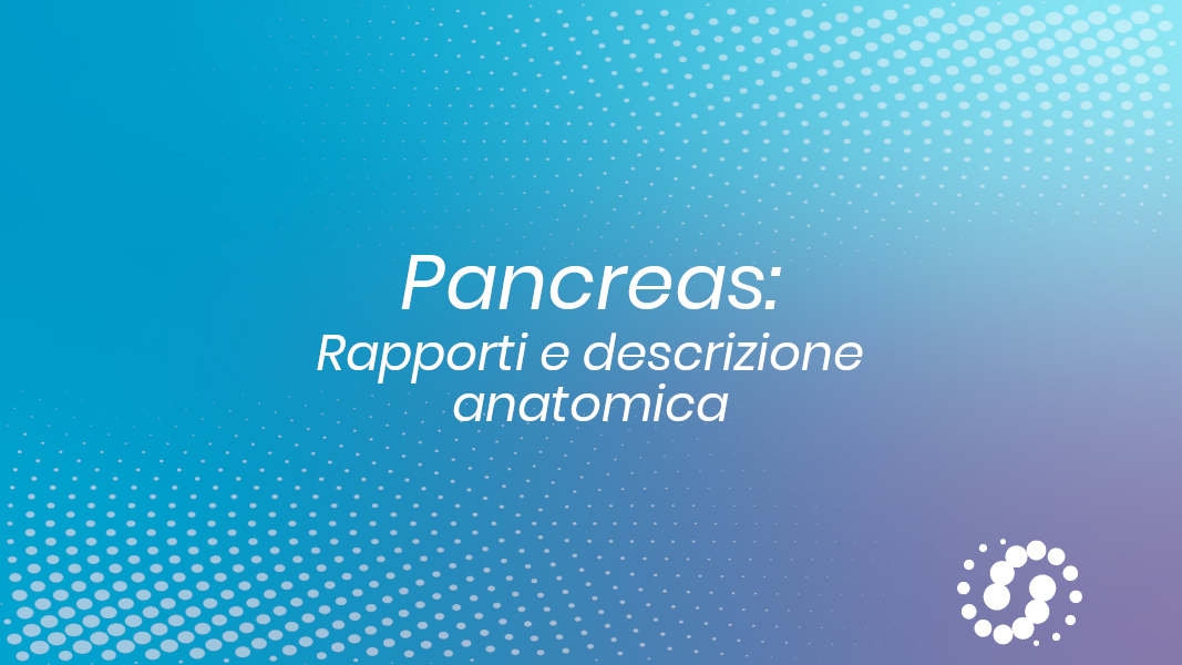 Pancreas: rapporti e descrizione anatomica