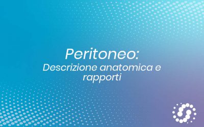Peritoneo: descrizione anatomica e rapporti
