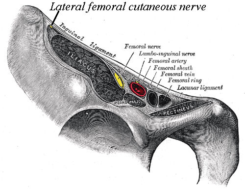 nervo femorale e canale inguinale