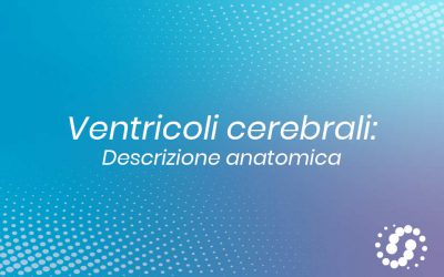 Ventricoli cerebrali: descrizione e fisiologia osteopatica