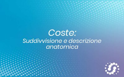 Coste: quante e quali sono? Descrizione anatomica