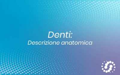 Denti: suddivisione, disposizione e descrizione anatomica