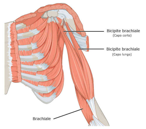Bicipite brachiale