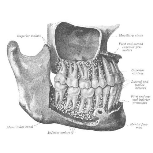 Dentizione