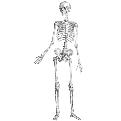 Ossa del corpo umano: anatomia, tipologia e suddivisione