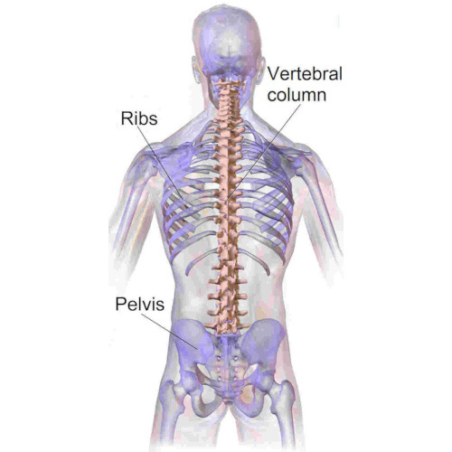 Articolazioni della colonna vertebrale