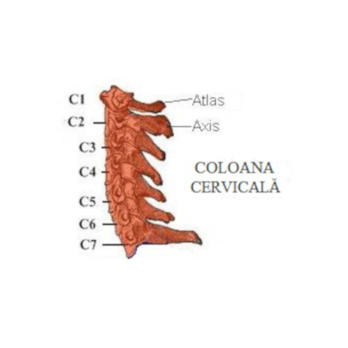 Colonna cervicale