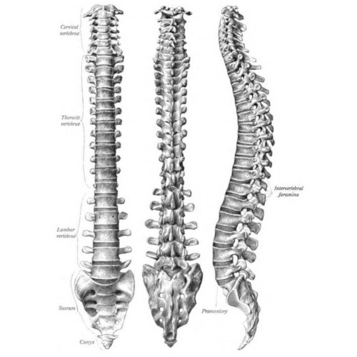 Colonna vertebrale