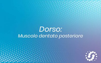 Muscolo Dentato posteriore: suddivisione e rapporti