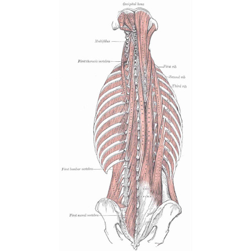Muscoli trasversospinali