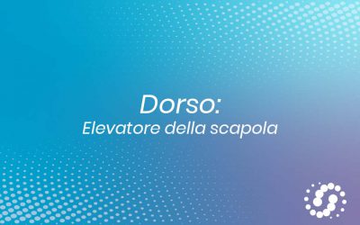 Elevatore della scapola: dove si trova e rapporti