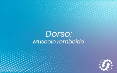 Muscolo Romboide: dove si trova e rapporti