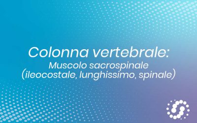 Muscolo Sacrospinale (erettore della colonna): anatomia