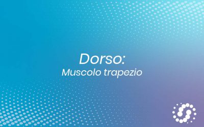 Muscolo trapezio: dove si trova e rapporti