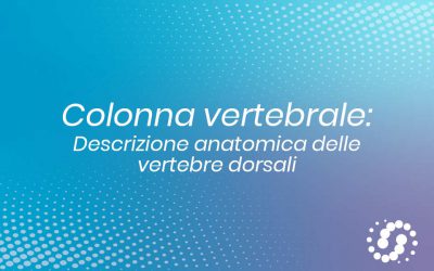 Vertebre dorsali: caratteristiche anatomiche comuni e specifiche