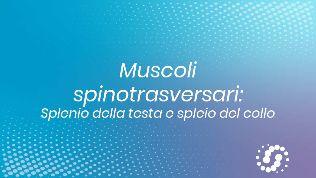 Muscoli spinotrasversari: funzione, decorso e inserzione anatomica