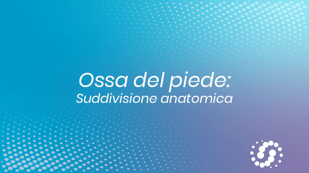 Ossa del piede: anatomia del tarso, metatarso e falangi