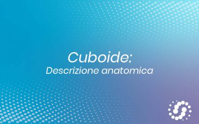 Osso cuboide: descrizione e rapporti anatomici