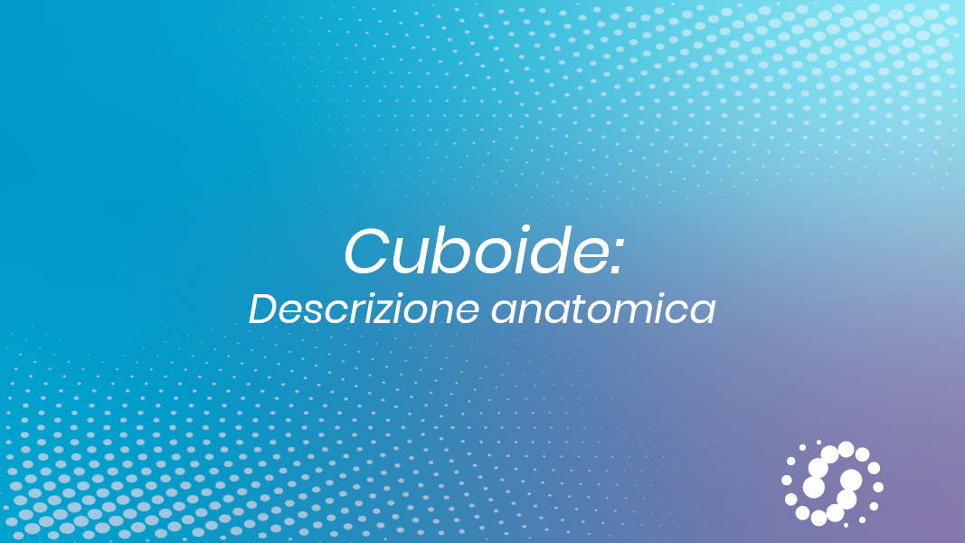 Osso cuboide: descrizione e rapporti anatomici