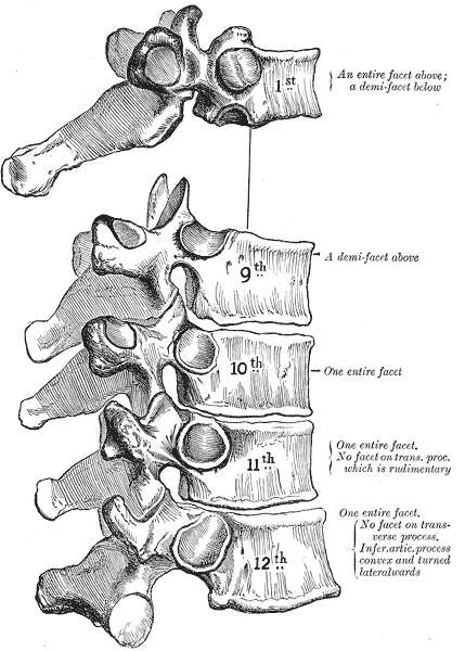Decima vertebra dorsale