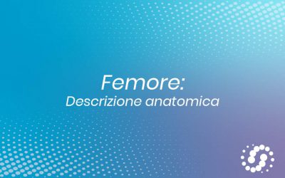Femore: descrizione e rapporti anatomici