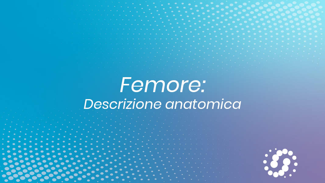 Femore: descrizione e rapporti anatomici