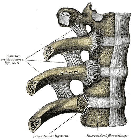 Legamento longitudinale anteriore