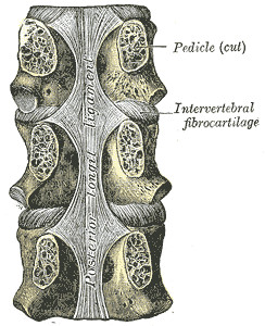 Legamento longitudinale posteriore