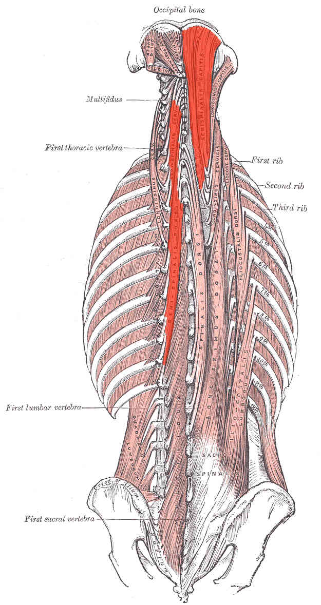 Muscolo semispinale