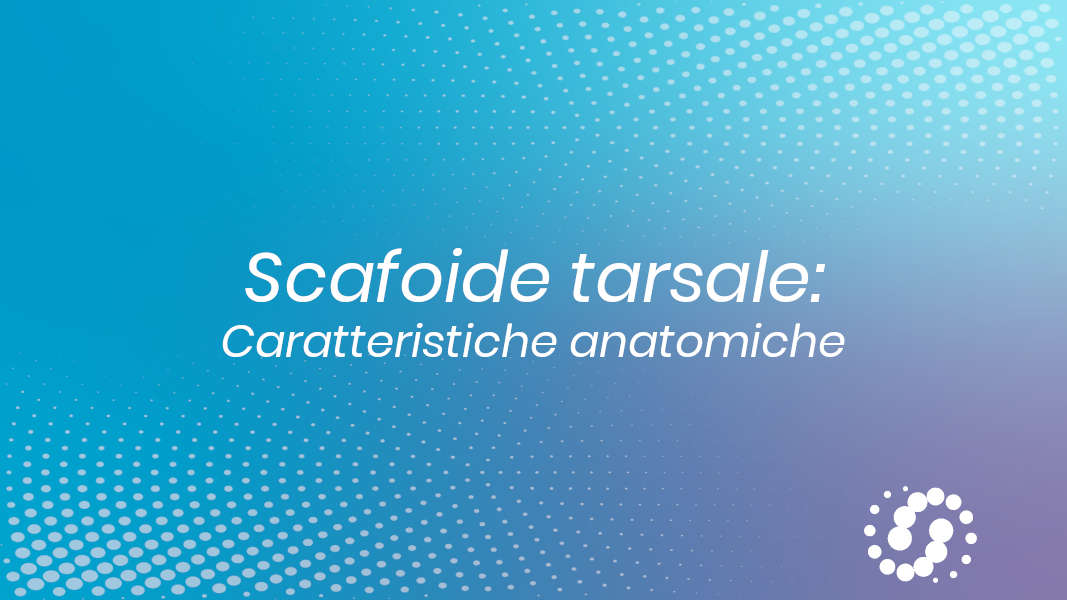 Osso scafoide (navicolare) tarsale: descrizione e rapporti anatomici