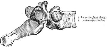 Prima vertebra dorsale